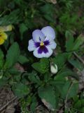 Viola wittrockiana