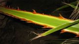Washingtonia filifera. Черешок листа. Израиль, г. Беэр-Шева, городское озеленение. 26.12.2012.