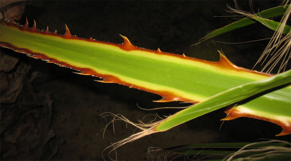 Изображение особи Washingtonia filifera.