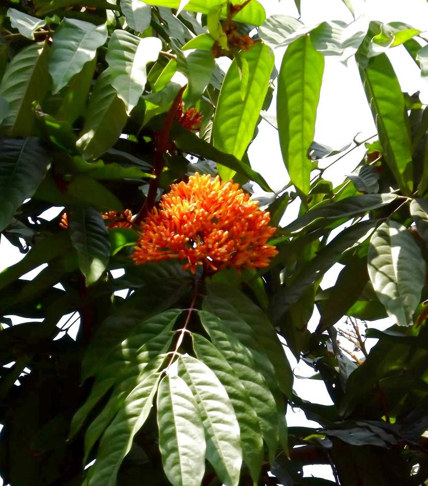 Изображение особи Saraca indica.