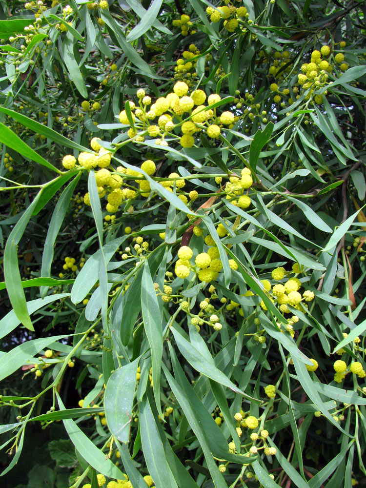 Image of Acacia saligna specimen.