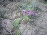 Geranium transversale