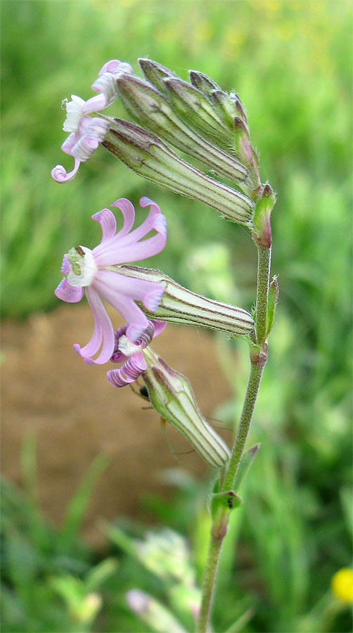 Image of Silene colorata specimen.