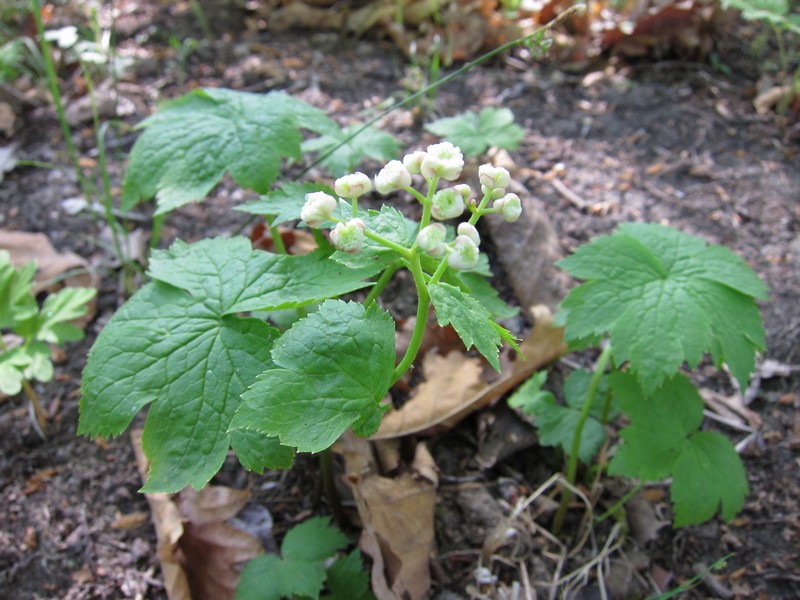 Изображение особи Trautvetteria japonica.