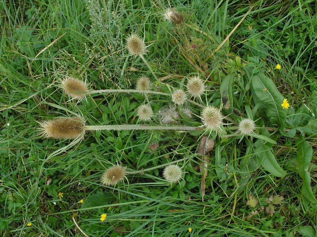 Изображение особи Dipsacus fullonum.