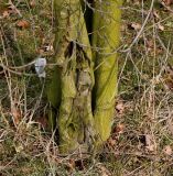 Frangula alnus. Комлевая часть многоствольного растения. Германия, г. Кемпен, в лесопосадке. 28.03.2013.