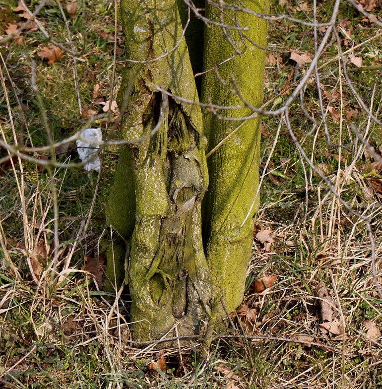 Изображение особи Frangula alnus.