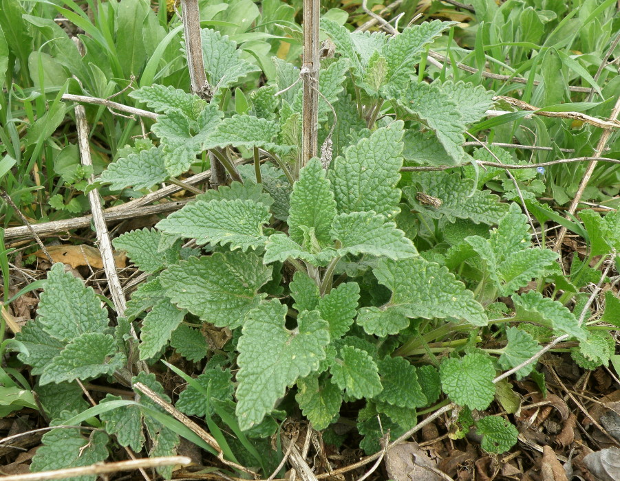 Image of Nepeta cataria specimen.