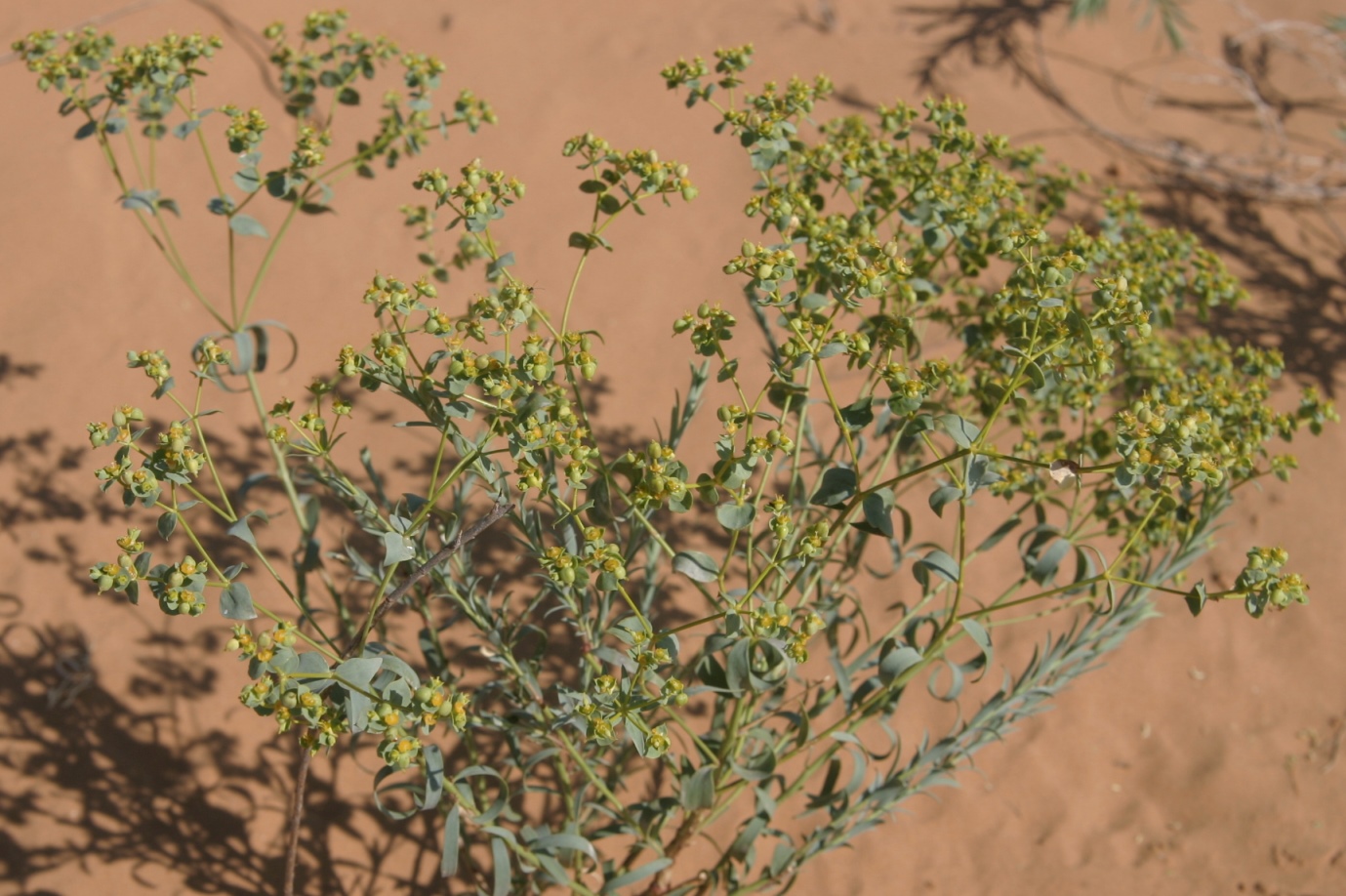 Изображение особи Euphorbia seguieriana.