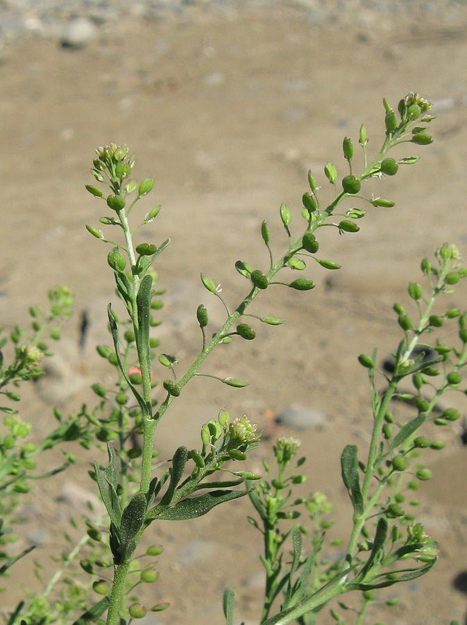 Image of Lepidium ruderale specimen.