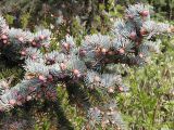 Picea pungens f. glauca