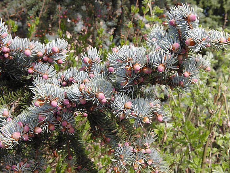 Изображение особи Picea pungens f. glauca.