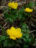 Trollius ranunculinus