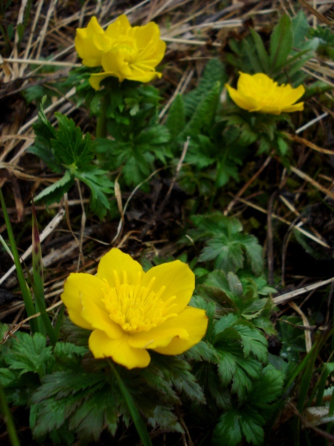 Image of Trollius ranunculinus specimen.