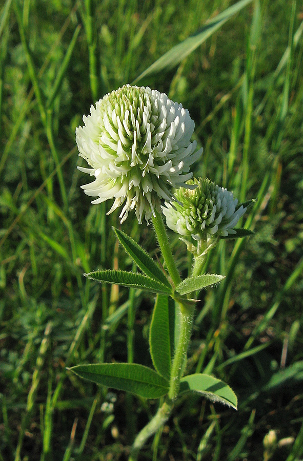 Изображение особи Trifolium montanum.