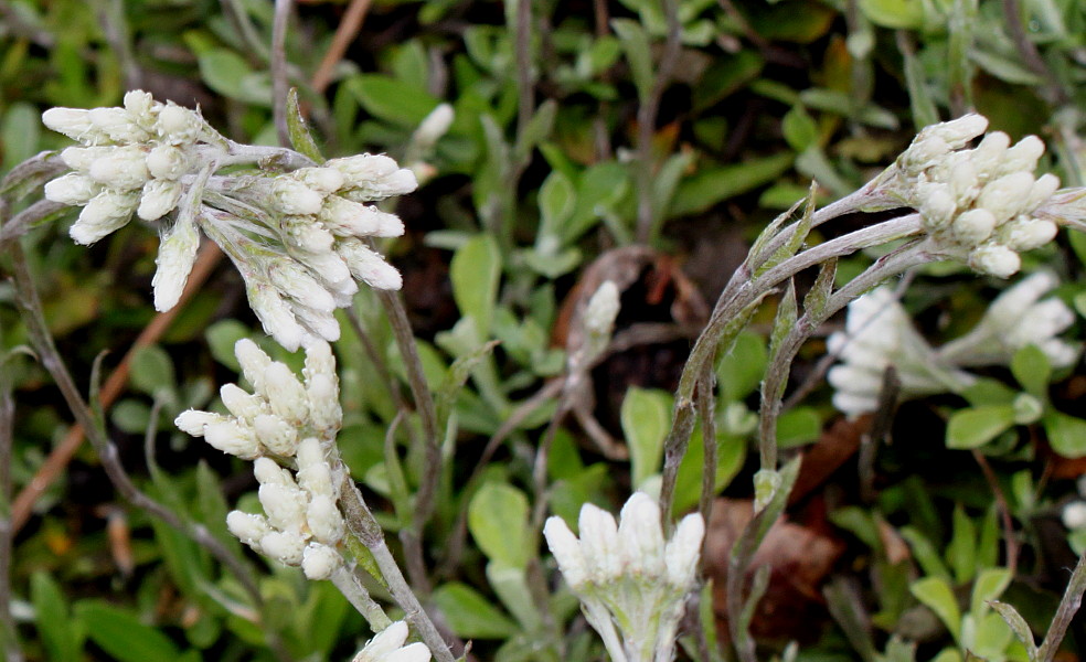 Изображение особи Antennaria dioica.