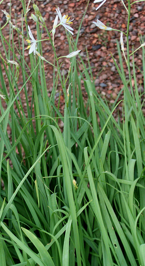 Image of Anthericum liliago specimen.