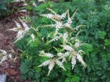 Aruncus aethusifolius