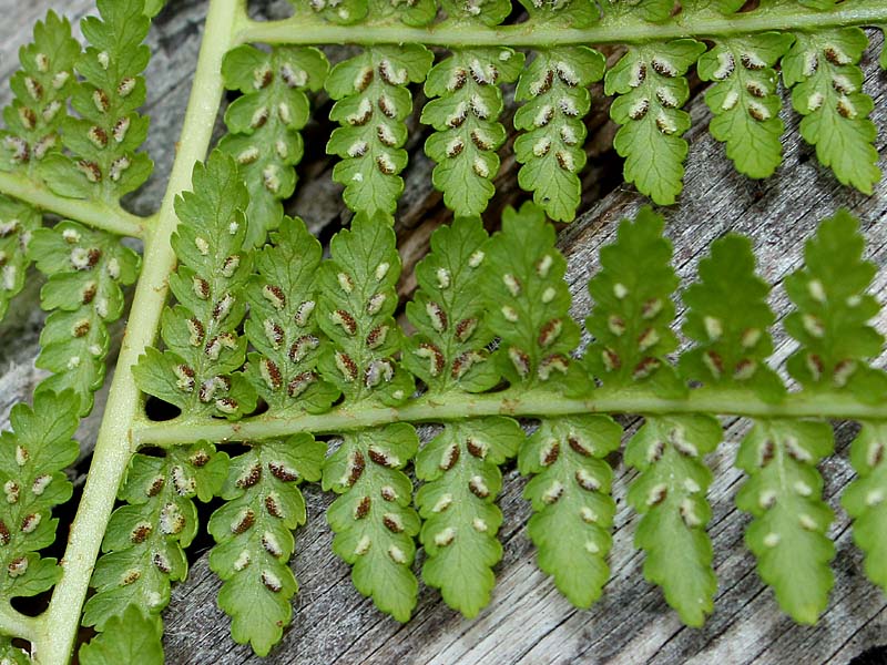 Image of Athyrium filix-femina specimen.