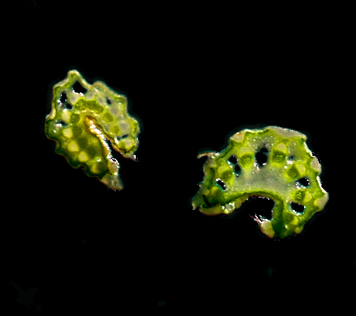 Image of Eryngium planum specimen.