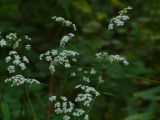 Torilis japonica. Верхушки побегов с соцветями. Чувашия, г. Шумерля, городской парк. 25 июля 2013 г.