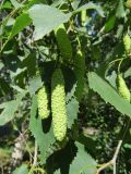 Betula pendula