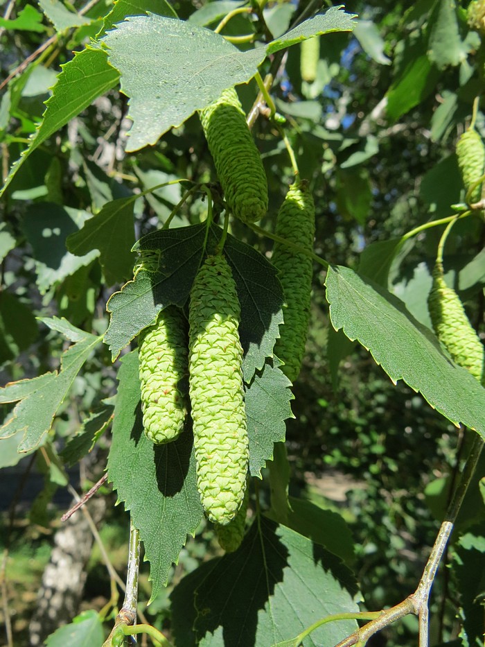 Изображение особи Betula pendula.