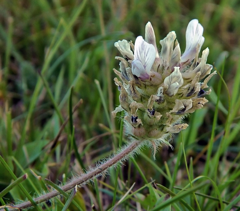 Изображение особи род Oxytropis.