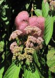 Callicarpa japonica. Ветвь с соцветиями. Абхазия, г. Сухум, ботанический сад. 12.06.2012.
