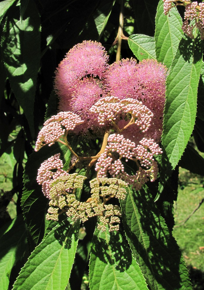 Изображение особи Callicarpa japonica.