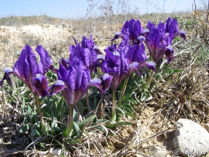 Image of Iris pumila specimen.
