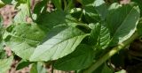 Amaranthus powellii