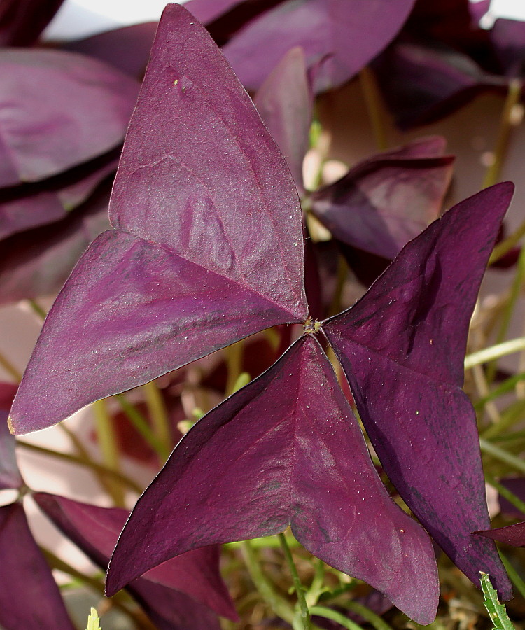 Изображение особи Oxalis triangularis.