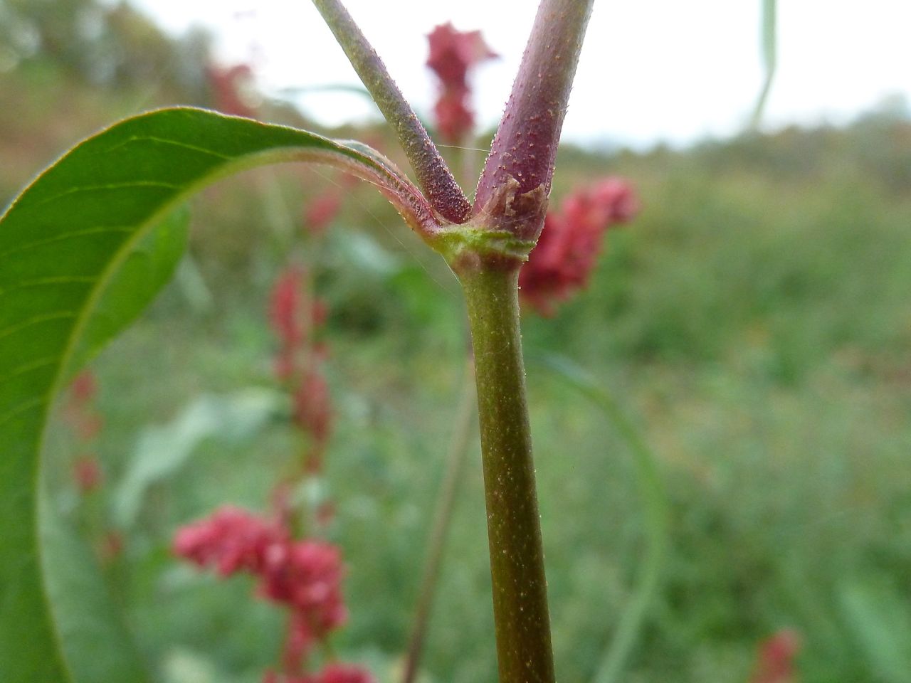 Image of Persicaria lapathifolia specimen.