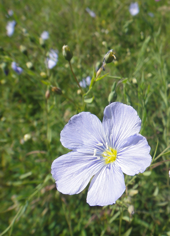 Изображение особи Linum komarovii.