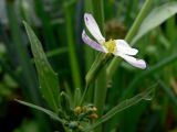 Raphanus raphanistroides