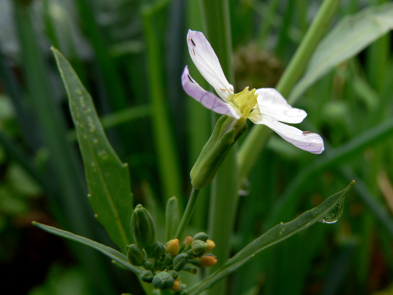 Image of Raphanus raphanistroides specimen.