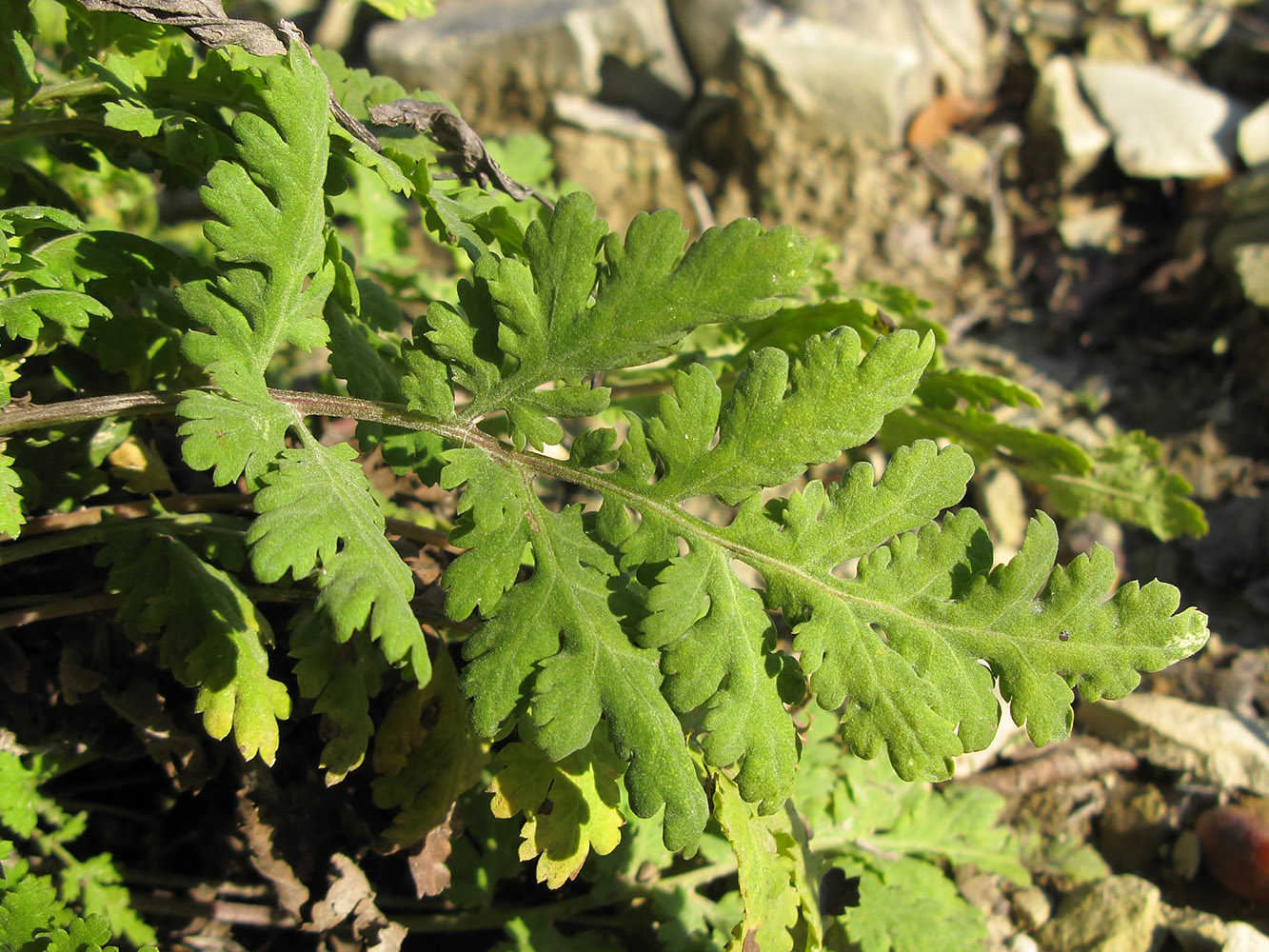 Изображение особи Pyrethrum parthenifolium.