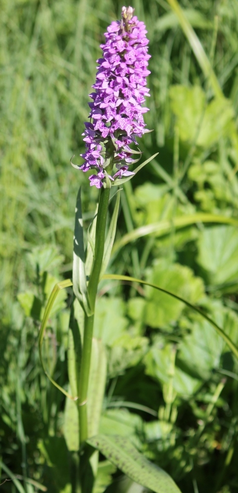 Image of Dactylorhiza baltica specimen.