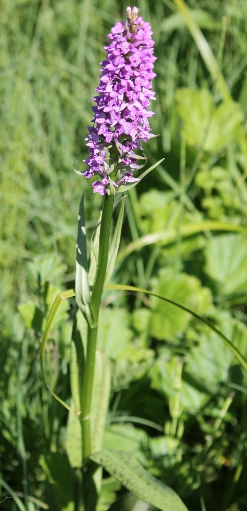 Изображение особи Dactylorhiza baltica.