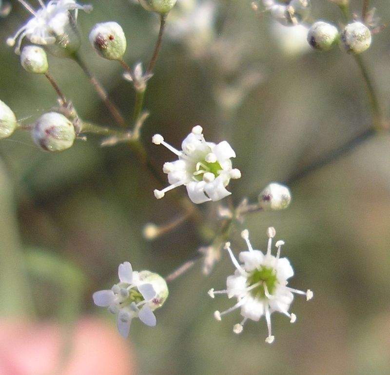 Изображение особи Gypsophila paniculata.