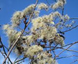 Clematis vitalba