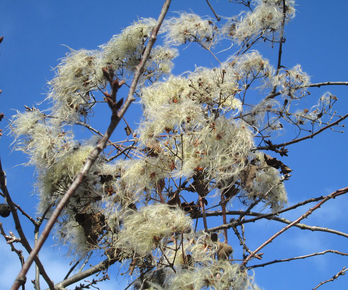 Image of Clematis vitalba specimen.