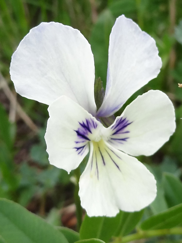 Image of Viola altaica specimen.