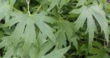 genus Delphinium