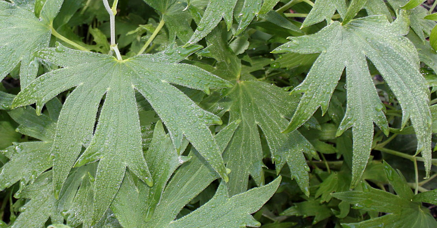 Image of genus Delphinium specimen.