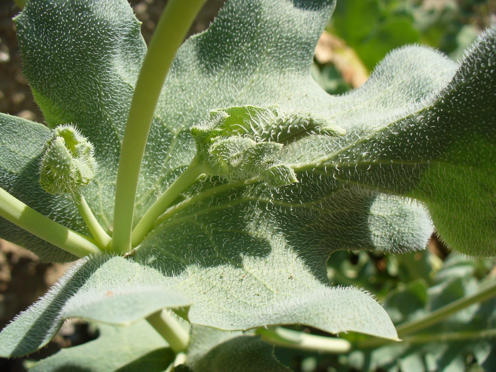 Image of Glaucium flavum specimen.
