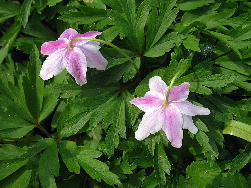 Image of Anemone nemorosa specimen.