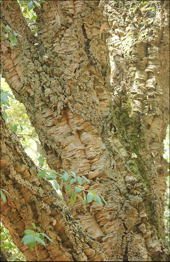 Image of Quercus suber specimen.