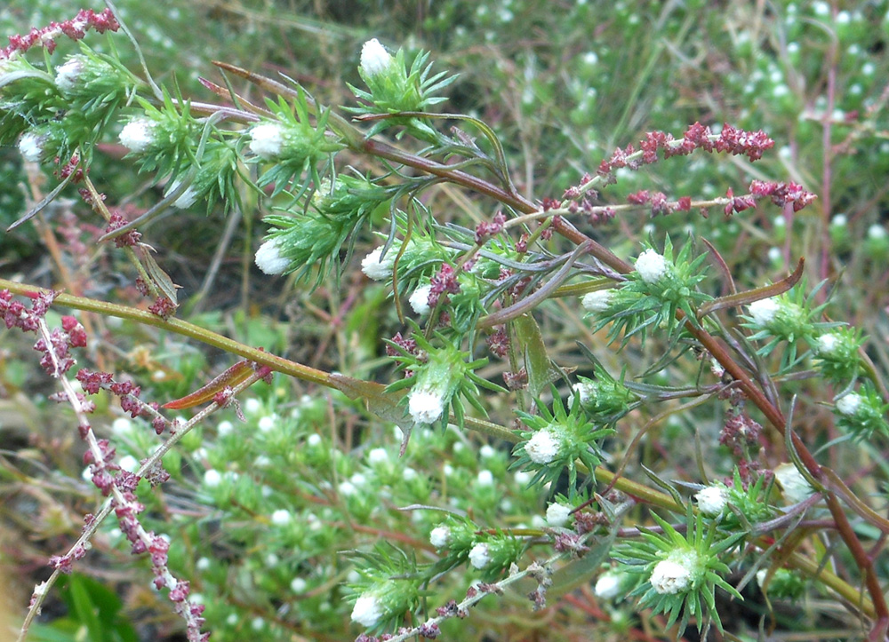 Image of Symphyotrichum ciliatum specimen.